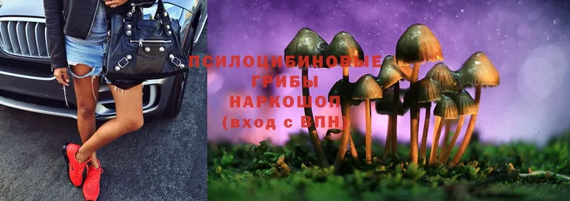 Галлюциногенные грибы Psilocybe  Бабаево 